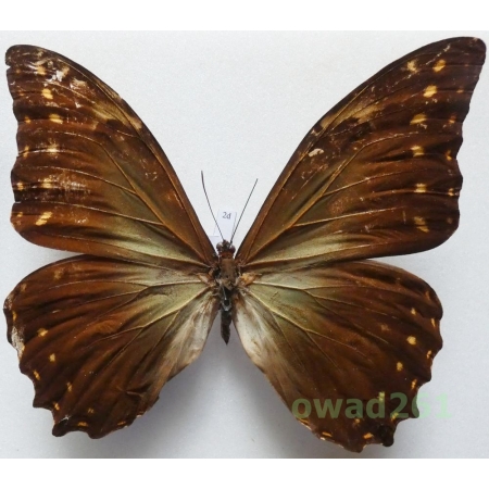 Morpho telemachus (Linnaeus, 1758) Brazil 120mm2d